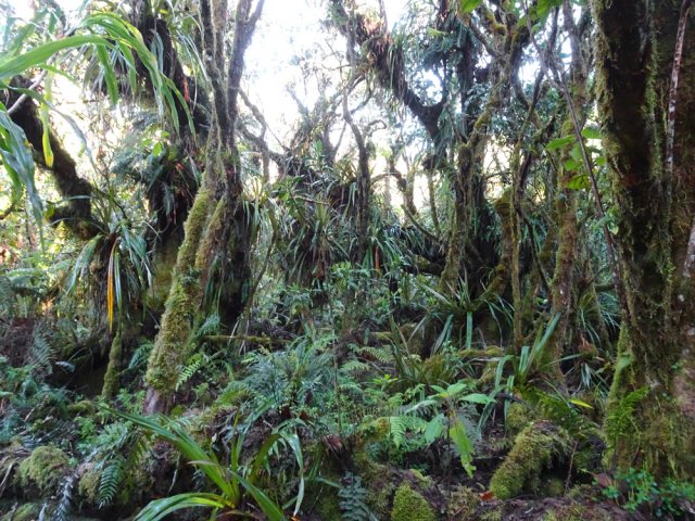 On entre immédiatement dans une magnifique forêt primaire très moussue
