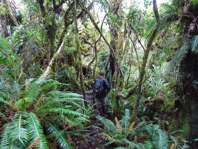 Une autre où il faut ouvrir l’œil en guettant les troncs entaillés