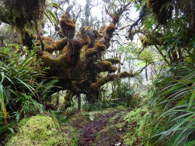 On sera toujours resté dans cette magnifique forêt depuis le départ