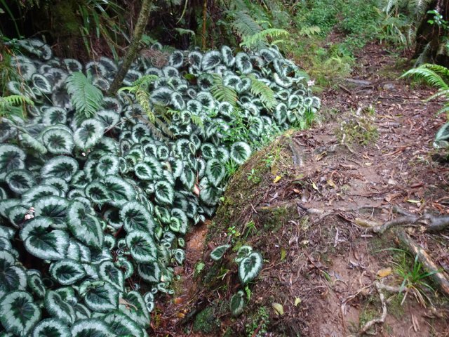 Le bégonia royal (Begonia rex) envahit de plus en plus la forêt de Bébour Bélouve