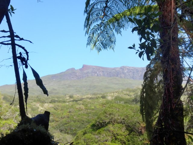 Le seul petit panorama de la matinée vers le Piton des Neiges