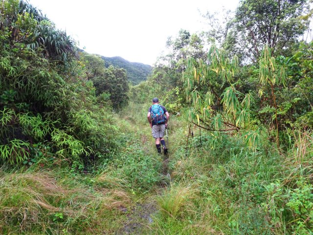 Le sentier de La Plaine des Lianes, de plus en plus abandonné