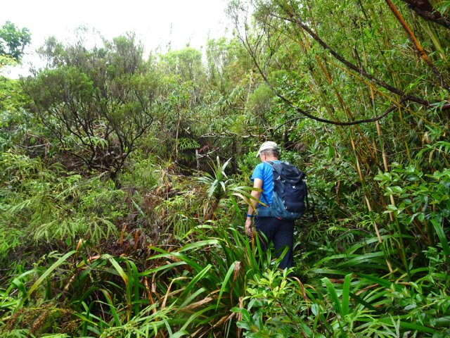 Plus haut, les bambous diminuent. On retrouve la forêt habituelle de ces altitudes