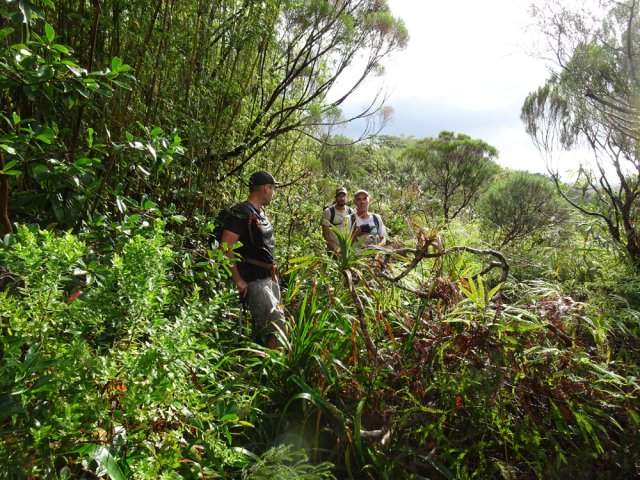 La trace reste visible malgré une importante végétation au sol
