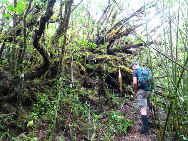 Les sous-bois deviennent de plus en plus moussus