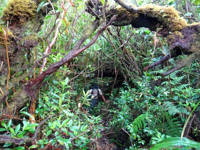 Il faut parfois se baisser pour franchir les tunnels végétaux