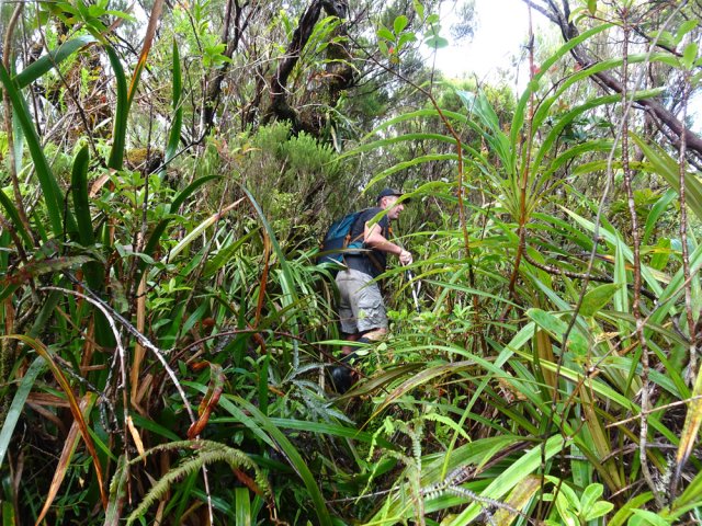 Le plateau avant le Grand Rein, couvert de pailles sabre