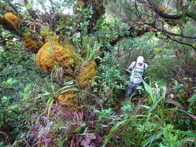 Les grands branles moussus se multiplient