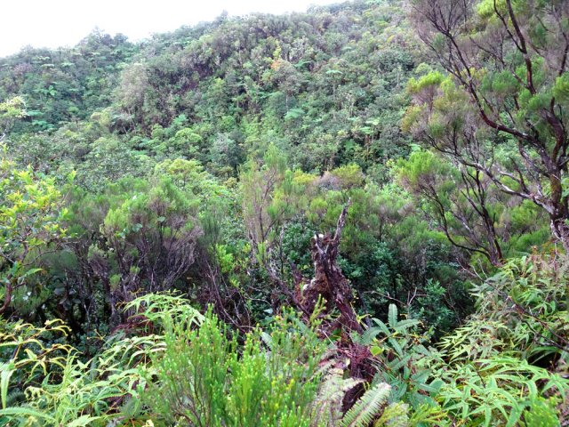 La très verdoyante vallée du Bras Pauline