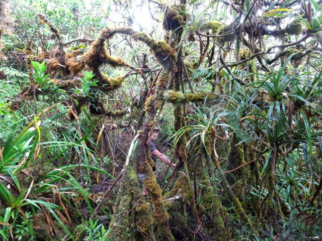 Les pimpins, également moussus, confirment l'humidité du lieu