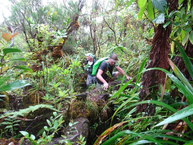 Quelques acrobaties pour franchir les arbres couchés depuis des décennies
