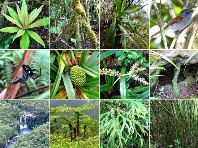 Profiter de cette immersion en forêt pour admirer la nature