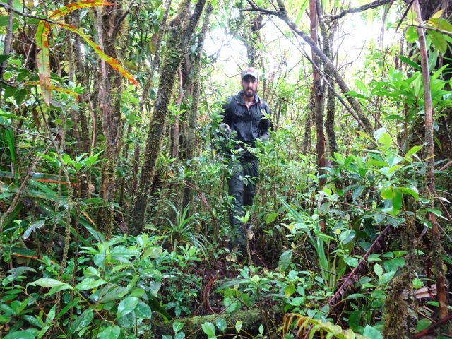 Une idée de la végétation du Grand Rein