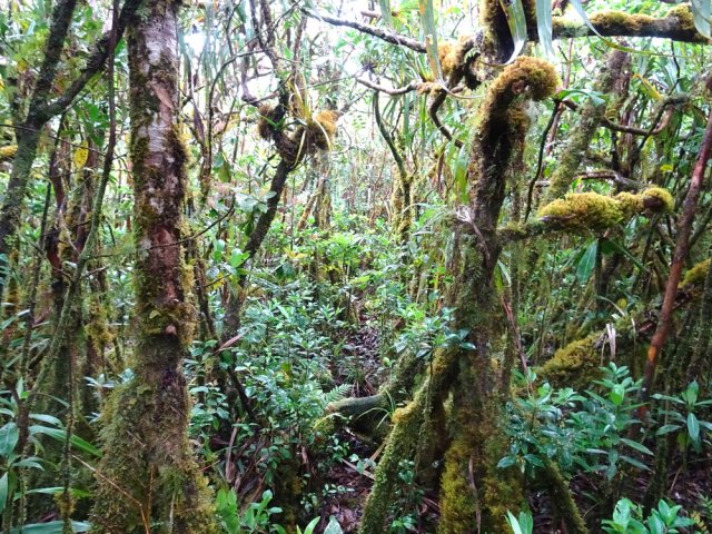 Difficile de reconnaître toutes les essences en raison de l'épaisseur de mousse