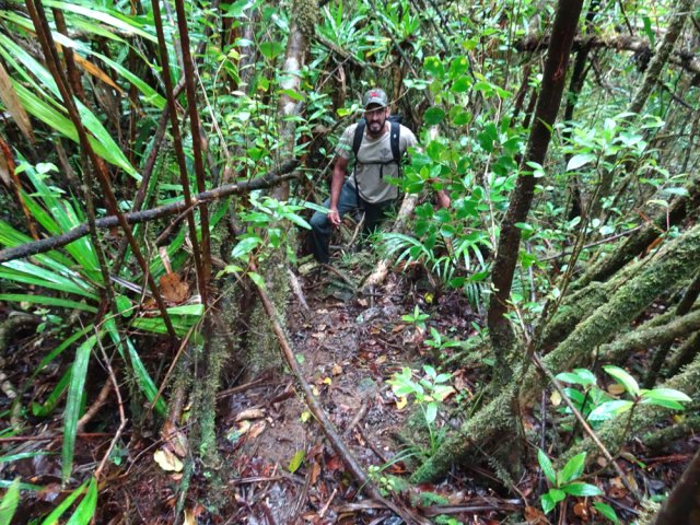 La végétation très fournie de La Plaine des Lianes