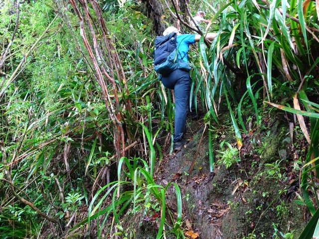 S'accrocher aux goyaviers et paille sabre dans les parties plus pentues