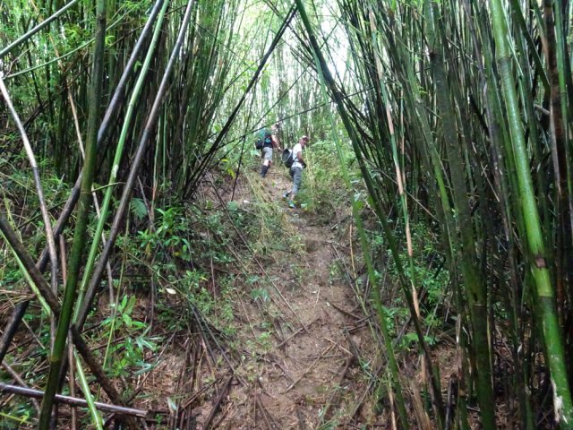 La dernière pente avant la ligne est déjà recouverte de bambous