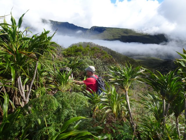 Début de la descente dans une "forêt" de cannes marronnes