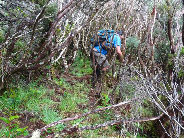 On doit se baisser assez souvent dans l’enchevêtrement des branches de branles