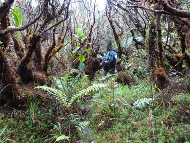La suite de la descente s'effectue sur un semblant de sentier peu utilisé