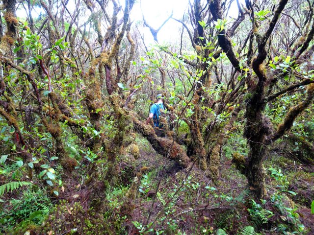 Les mousses confirment l'humidité de cette région des Cafres