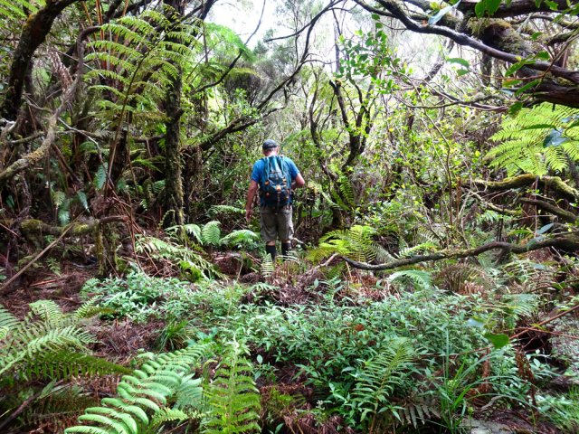 Une bonne idée du sous-bois