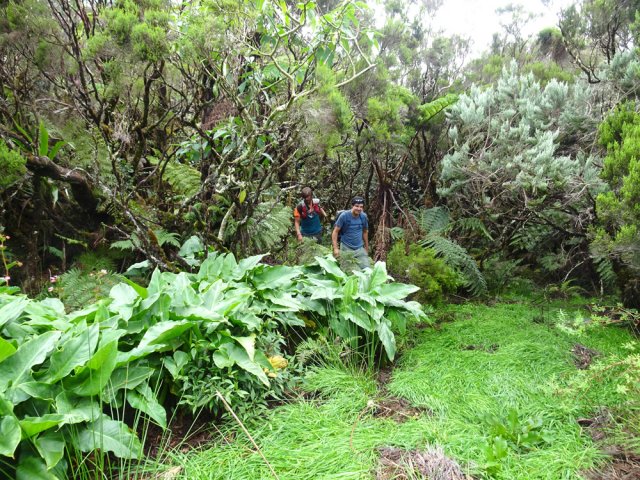 Grosses touffes d'arums en bordure de clairière