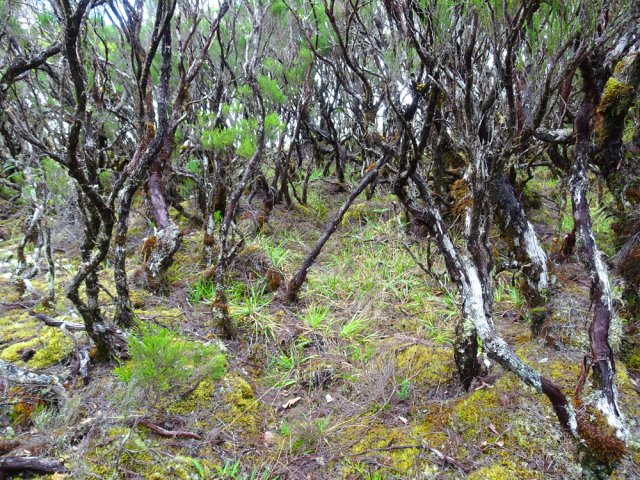 Le sentier menant au point de vue sur la vallée du Bras de Ste-Suzanne