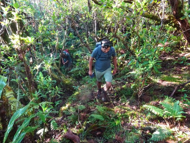 Le sous-bois est suffisamment clairsemé pour avancer sans grands efforts