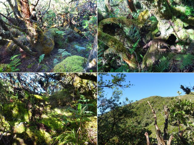 Toujours un plaisir de traverser avounes et sous-bois moussus