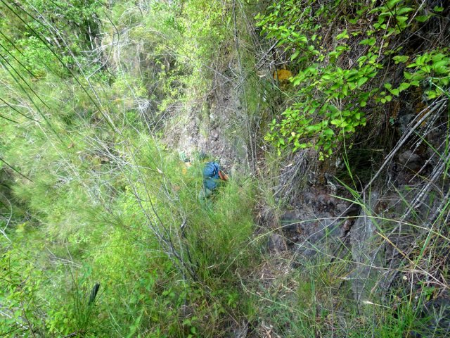 Le sentier en corniche est de plus en plus envahi de jeunes filaos
