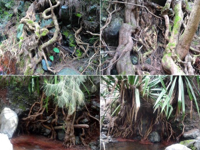 Festival de racines mises à nu par les crues