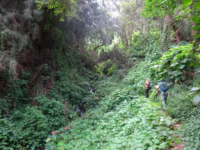 La remontée est de plus en plus difficile jusqu'aux bananiers