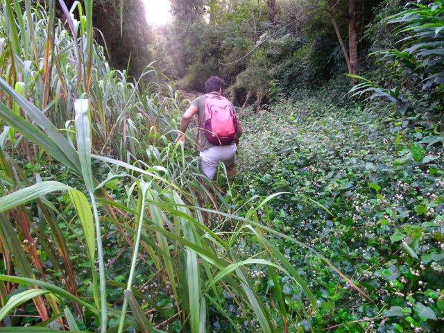 Les cannes fourragères tentent d'éradiquer les renouées