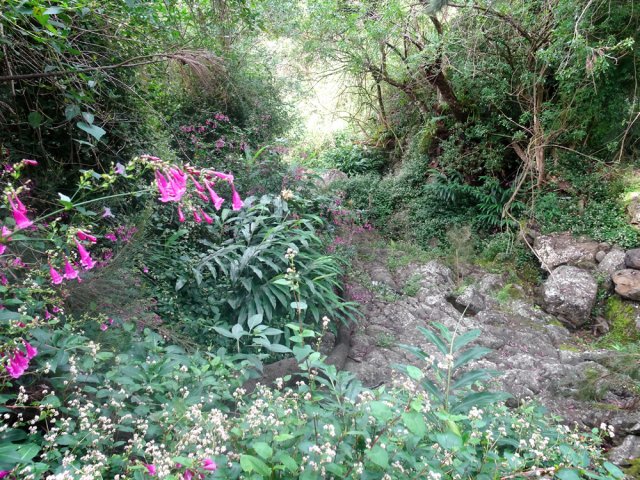 Les califons et longoses n'ont pas été emportés par le dernier cyclone