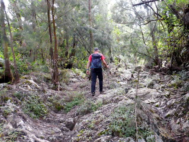 On aimerait que les filaos restent plus longtemps