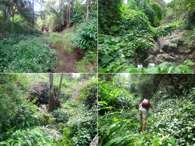 Quelques exemples de végétation durant la montée