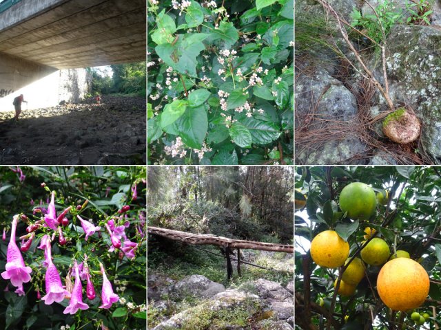 Il y a toujours à découvrir durant la boucle (pont, renouées, filaos bonzaïs, califons, etc.)