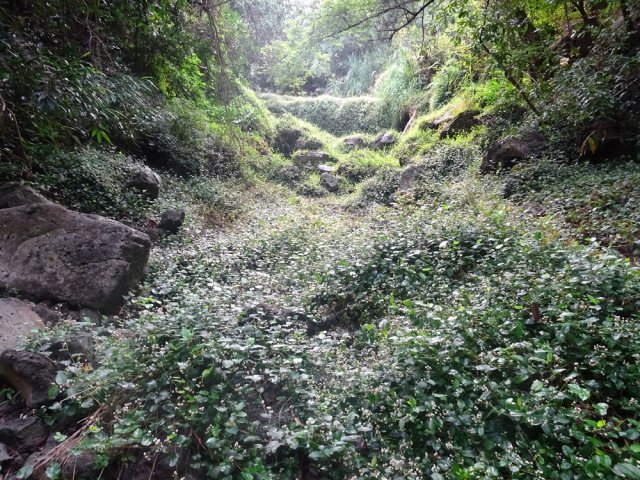 Le fond de la ravine est souvent couvert de renouées du chinois