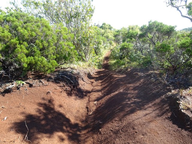 Sentier sableux dans les branles verts et bois de rempart