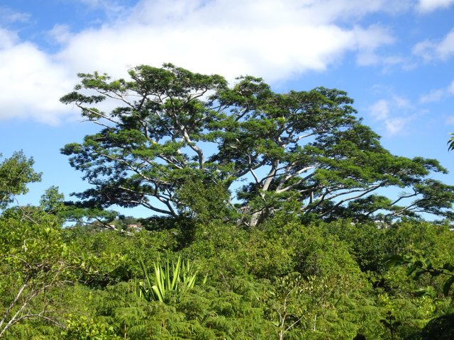 Quelques grands spécimens d'albizias bordent le sentier