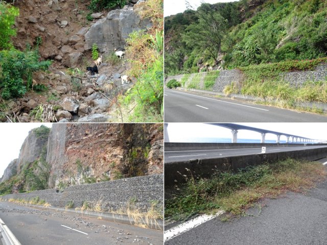 Les chèvres ont pris possession des pentes dominant une route qui sera vite envahie