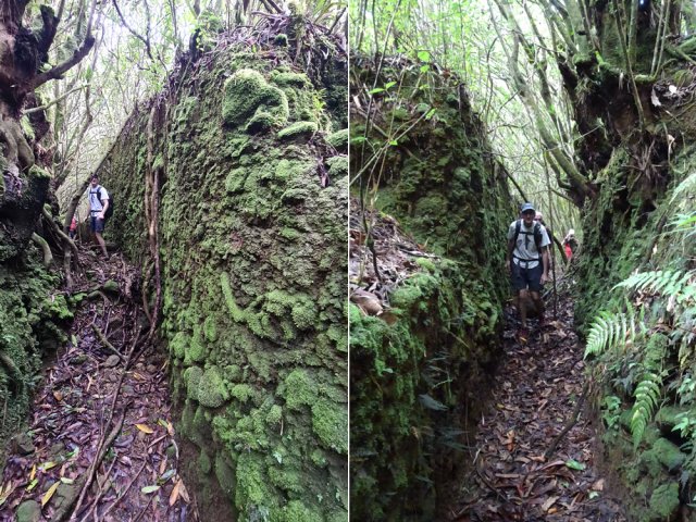 Nouvelle tranchée moussue bouchée par l'amas de feuilles mortes