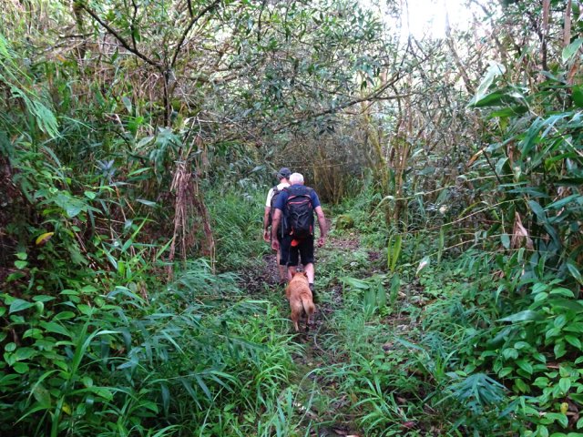 La zone cultivée au 19ème siècle est désormais recouverte de goyaviers