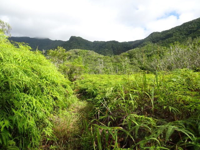 Les anciennes cultures remplacées par des hectares de fougères