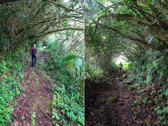 De moins en moins de vestiges jusqu'au Grand Bras mais la piste est encore de qualité