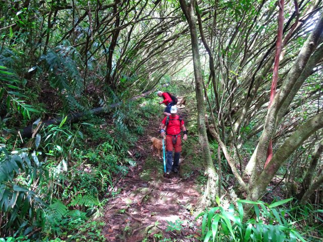 Au retour, quitter la piste pour rejoindre le pont sur le Grand Bras