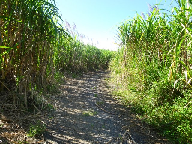 Le début de la randonnée s'effectue dans les cannes à sucre