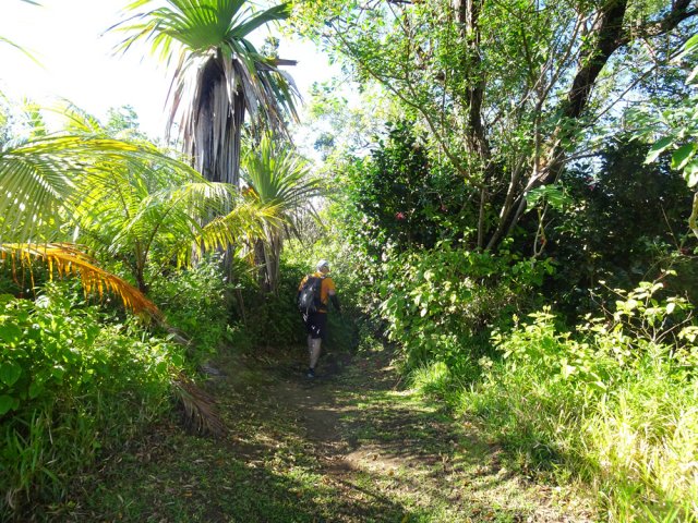 Le début du Sentier Jacques Payet avant la Table du Randonneur