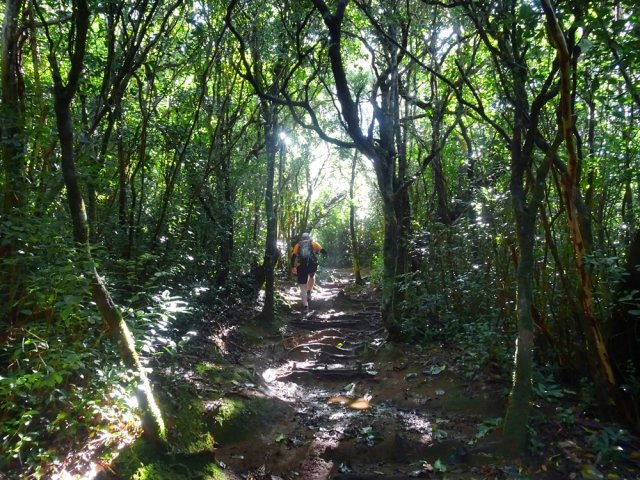 Le contraste est grand avec la canne à sucre de la première partie